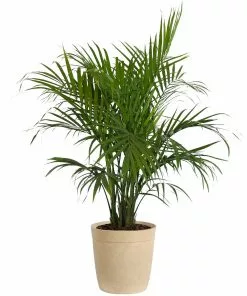 Fast Growing Trees Majesty Palm Tree 22 Fast Growing Trees Majesty Palm Tree