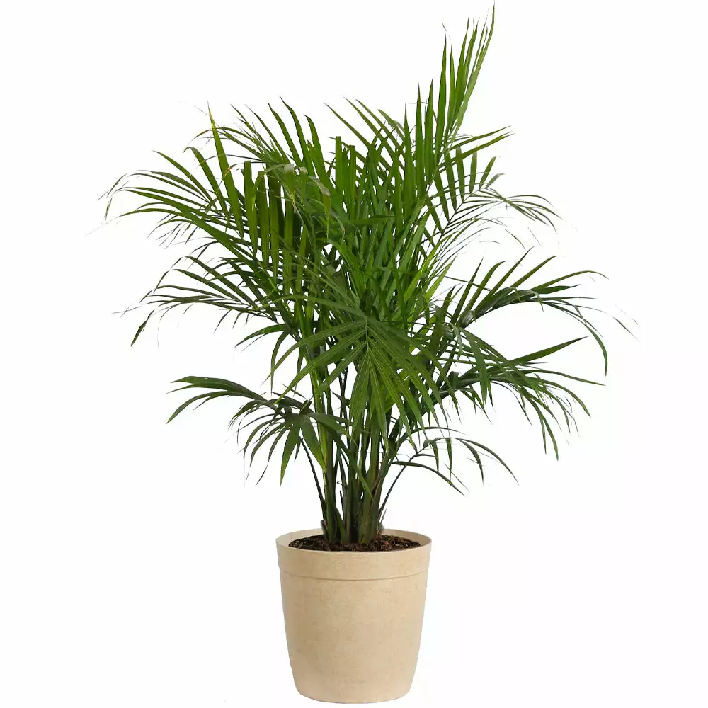 Fast Growing Trees Majesty Palm Tree 12 Fast Growing Trees Majesty Palm Tree