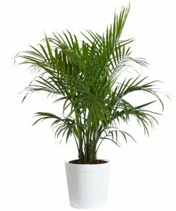 Fast Growing Trees Majesty Palm Tree 21 Fast Growing Trees Majesty Palm Tree