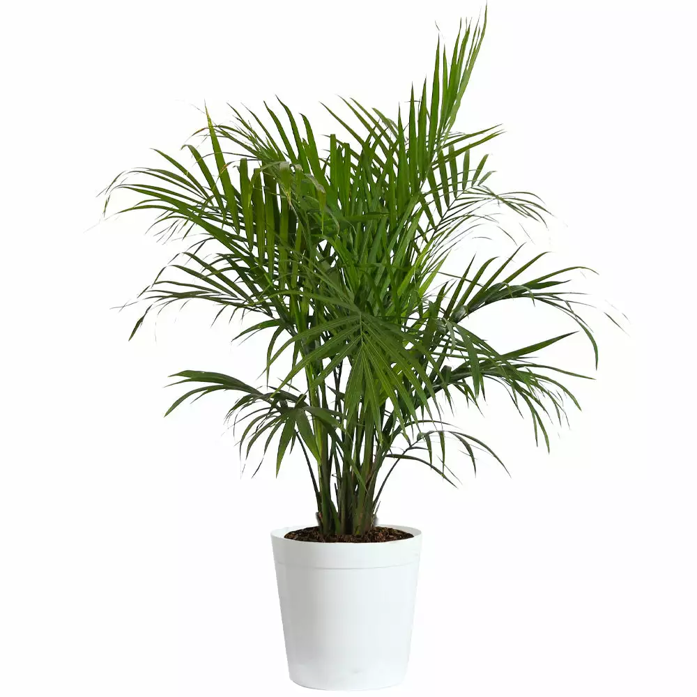 Fast Growing Trees Majesty Palm Tree 11 Fast Growing Trees Majesty Palm Tree