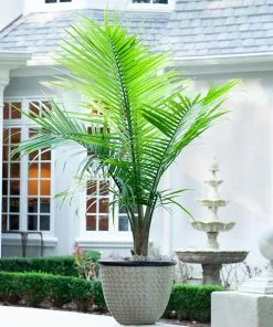 Fast Growing Trees Majesty Palm Tree