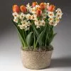 Fast Growing Trees Tabletop Bulb Gardens Spring Blooming Tulip & Daffodil Bulbs Pot 1 Fast Growing Trees Tabletop Bulb Gardens Spring Blooming Tulip & Daffodil Bulbs Pot
