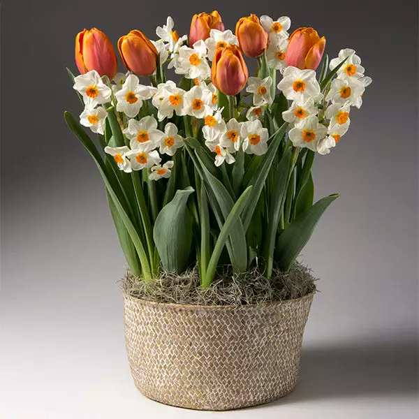 Fast Growing Trees Tabletop Bulb Gardens Spring Blooming Tulip & Daffodil Bulbs Pot 3 Fast Growing Trees Tabletop Bulb Gardens Spring Blooming Tulip & Daffodil Bulbs Pot