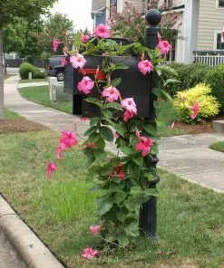 Fast Growing Trees Alice Du Pont Mandevilla Shrub See All Shrubs & Hedges 9 Fast Growing Trees Alice Du Pont Mandevilla Shrub See All Shrubs & Hedges