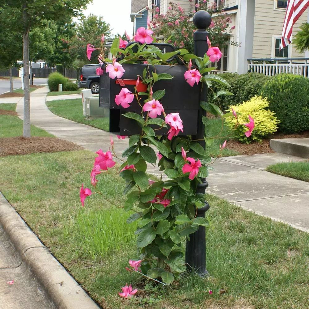 Fast Growing Trees Alice Du Pont Mandevilla Shrub See All Shrubs & Hedges 5 Fast Growing Trees Alice Du Pont Mandevilla Shrub See All Shrubs & Hedges