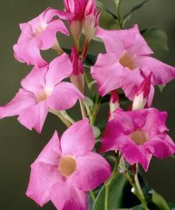 Fast Growing Trees Alice Du Pont Mandevilla Shrub See All Shrubs & Hedges 10 Fast Growing Trees Alice Du Pont Mandevilla Shrub See All Shrubs & Hedges