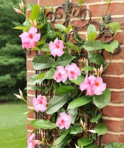 Fast Growing Trees Alice Du Pont Mandevilla Shrub See All Shrubs & Hedges 11 Fast Growing Trees Alice Du Pont Mandevilla Shrub See All Shrubs & Hedges