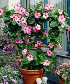 Fast Growing Trees Alice Du Pont Mandevilla Shrub See All Shrubs & Hedges