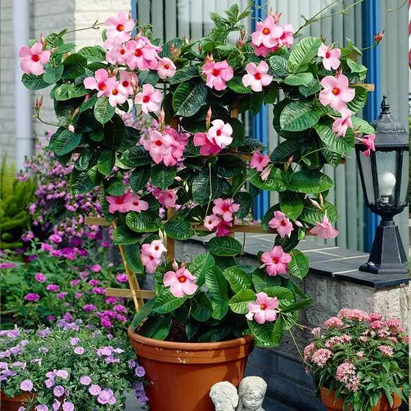 Fast Growing Trees Alice Du Pont Mandevilla Shrub See All Shrubs & Hedges 3 Fast Growing Trees Alice Du Pont Mandevilla Shrub See All Shrubs & Hedges