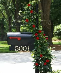 Fast Growing Trees Mandevilla 'Crimson Red' Shrub See All Shrubs & Hedges 9 Fast Growing Trees Mandevilla 'Crimson Red' Shrub See All Shrubs & Hedges