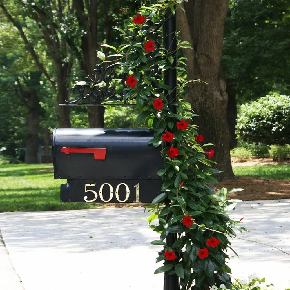 Fast Growing Trees Mandevilla 'Crimson Red' Shrub See All Shrubs & Hedges 5 Fast Growing Trees Mandevilla 'Crimson Red' Shrub See All Shrubs & Hedges