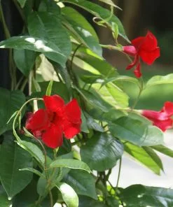 Fast Growing Trees Mandevilla 'Crimson Red' Shrub See All Shrubs & Hedges 11 Fast Growing Trees Mandevilla 'Crimson Red' Shrub See All Shrubs & Hedges