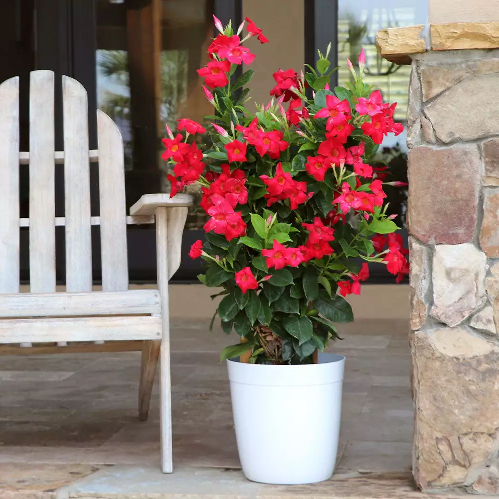Fast Growing Trees Mandevilla 'Crimson Red' Shrub See All Shrubs & Hedges 4 Fast Growing Trees Mandevilla 'Crimson Red' Shrub See All Shrubs & Hedges
