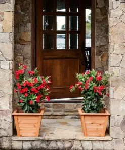 Fast Growing Trees Mandevilla 'Crimson Red' Shrub See All Shrubs & Hedges 10 Fast Growing Trees Mandevilla 'Crimson Red' Shrub See All Shrubs & Hedges