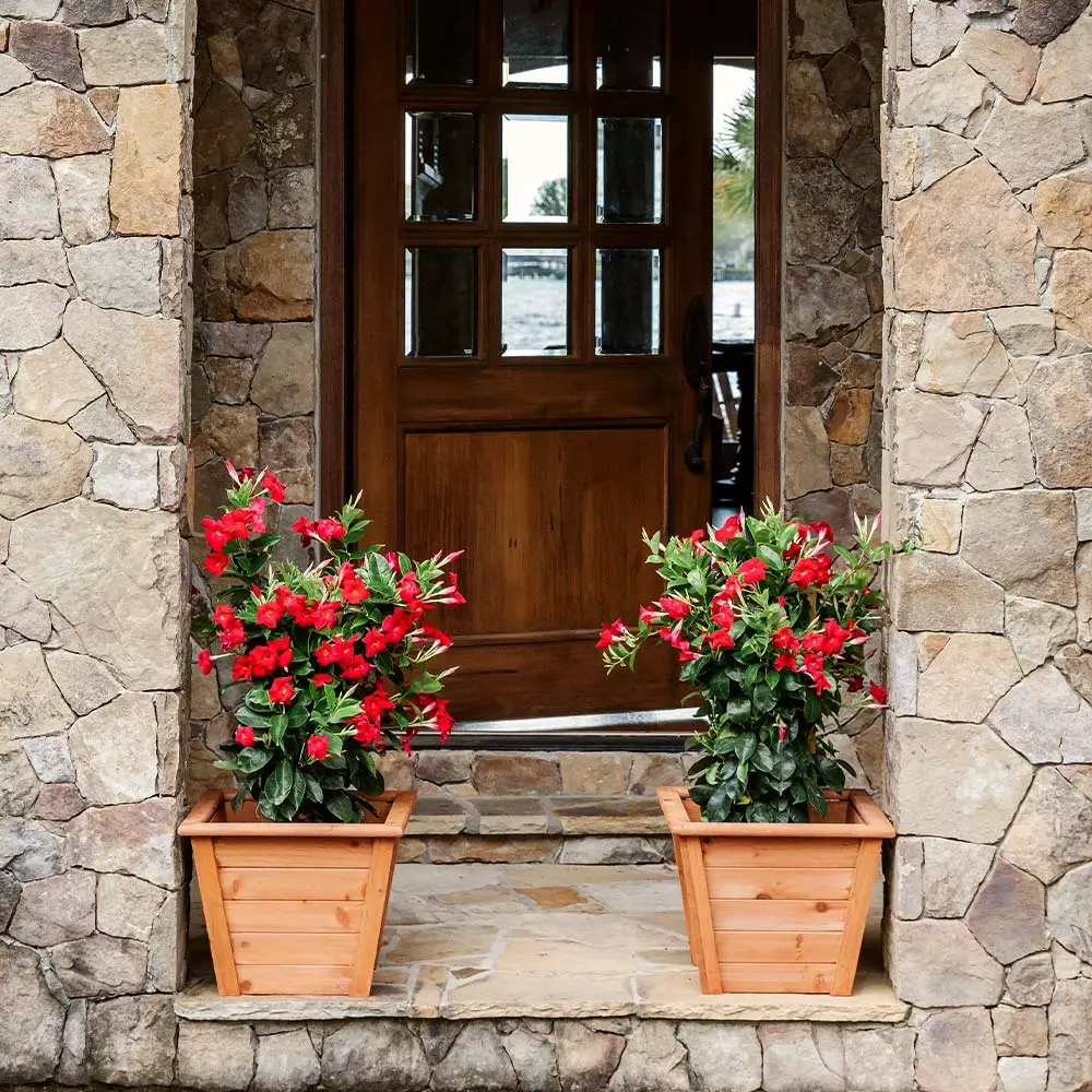 Fast Growing Trees Mandevilla 'Crimson Red' Shrub See All Shrubs & Hedges 6 Fast Growing Trees Mandevilla 'Crimson Red' Shrub See All Shrubs & Hedges