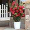 Fast Growing Trees Mandevilla 'Crimson Red' Shrub See All Shrubs & Hedges 1 Fast Growing Trees Mandevilla 'Crimson Red' Shrub See All Shrubs & Hedges