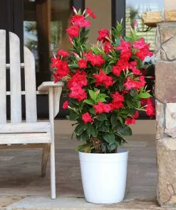Fast Growing Trees Mandevilla 'Crimson Red' Shrub See All Shrubs & Hedges