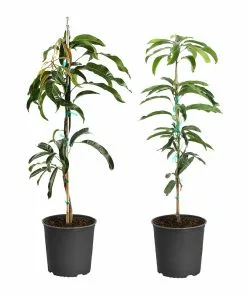 Fast Growing Trees Mango Kit