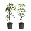 Fast Growing Trees Mango Kit