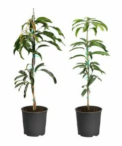 Fast Growing Trees Mango Kit