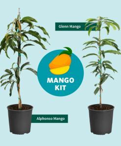 Fast Growing Trees Glenn Mango Tree 16 Fast Growing Trees Glenn Mango Tree