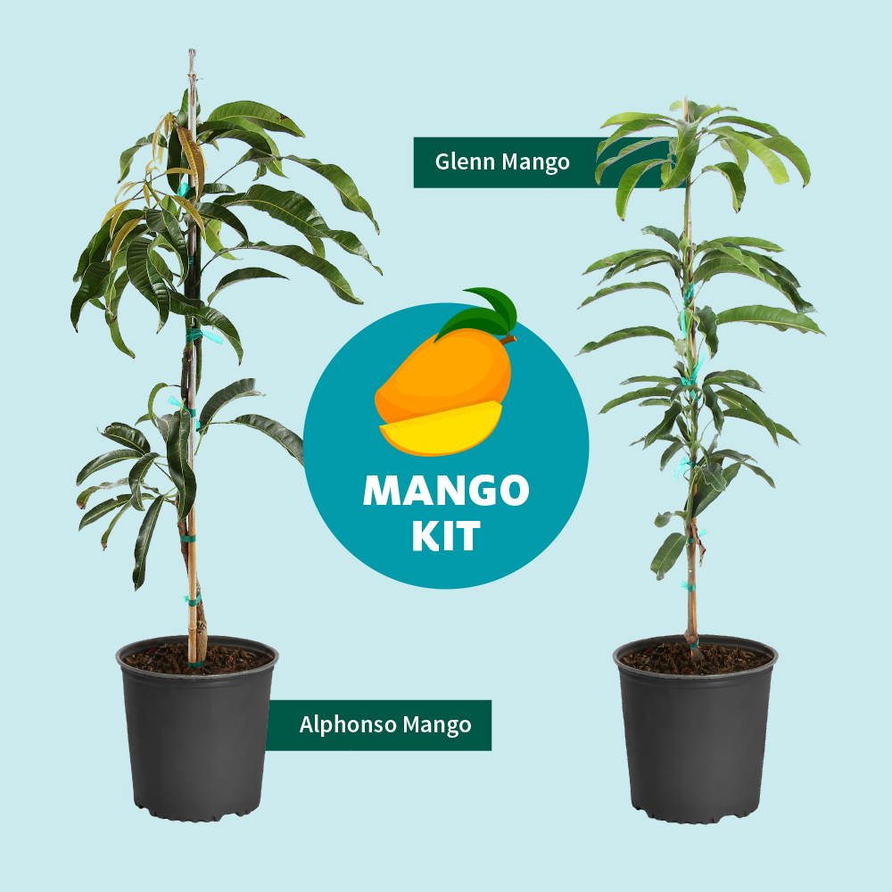 Fast Growing Trees Alphonso Mango Mango Trees 8 Fast Growing Trees Alphonso Mango Mango Trees