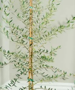 Fast Growing Trees Manzanillo Olive Tree Olive Trees 7 Fast Growing Trees Manzanillo Olive Tree Olive Trees