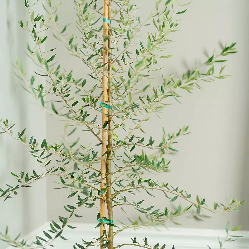 Fast Growing Trees Manzanillo Olive Tree Olive Trees 5 Fast Growing Trees Manzanillo Olive Tree Olive Trees