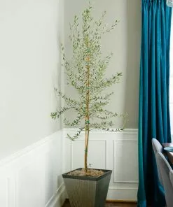 Fast Growing Trees Manzanillo Olive Tree Olive Trees