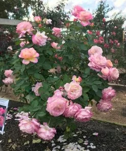 Fast Growing Trees Marc Chagall™ Rose Roses 7 Fast Growing Trees Marc Chagall™ Rose Roses