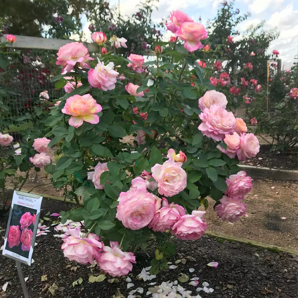 Fast Growing Trees Marc Chagall™ Rose Roses 5 Fast Growing Trees Marc Chagall™ Rose Roses