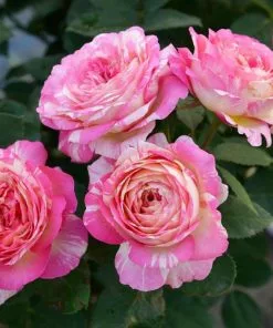 Fast Growing Trees Marc Chagall™ Rose Roses