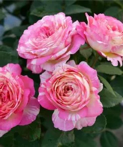 Fast Growing Trees Marc Chagall⢠Rose Roses