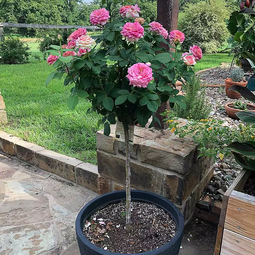 Fast Growing Trees Marc Chagall™ Rose Tree Rose Trees 4 Fast Growing Trees Marc Chagall™ Rose Tree Rose Trees