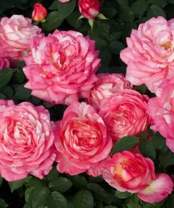 Fast Growing Trees Marc Chagall™ Rose Tree Rose Trees 7 Fast Growing Trees Marc Chagall™ Rose Tree Rose Trees