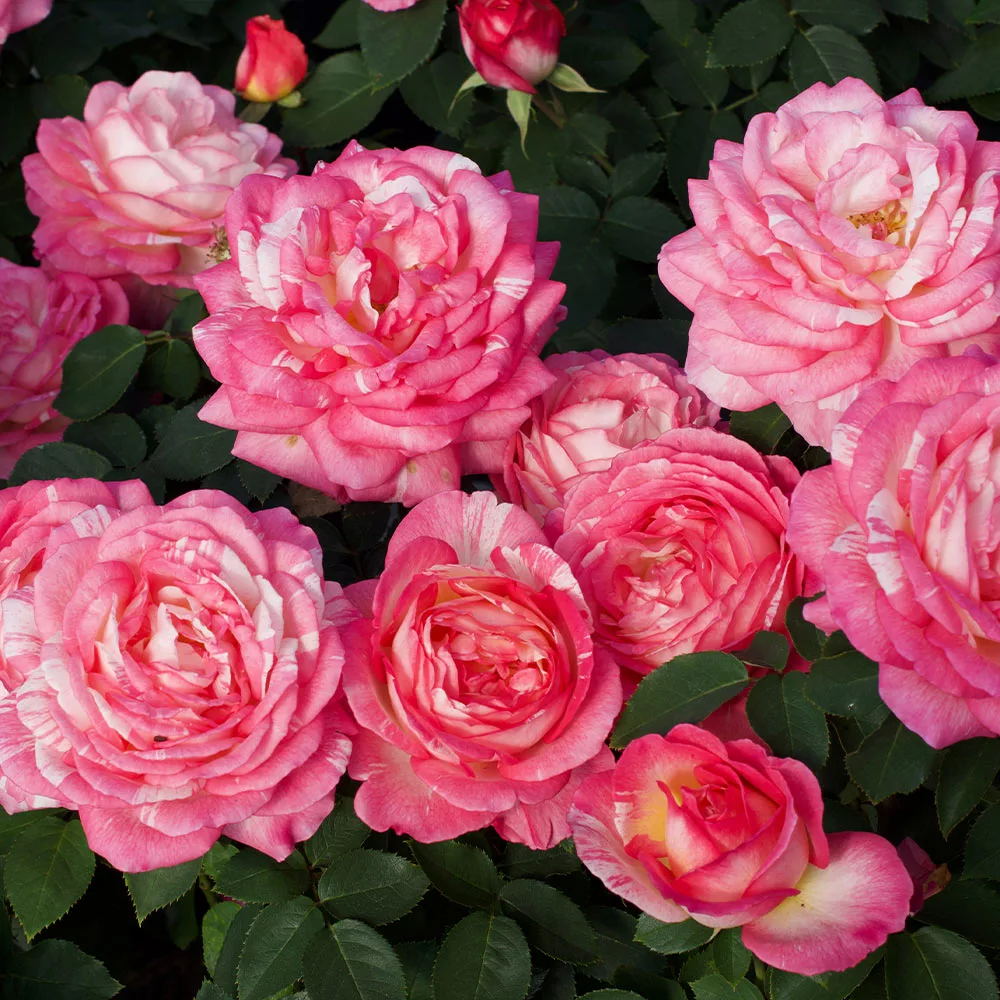 Fast Growing Trees Marc Chagall™ Rose Tree Rose Trees 5 Fast Growing Trees Marc Chagall™ Rose Tree Rose Trees