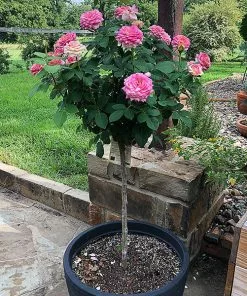 Fast Growing Trees Marc Chagall™ Rose Tree Rose Trees