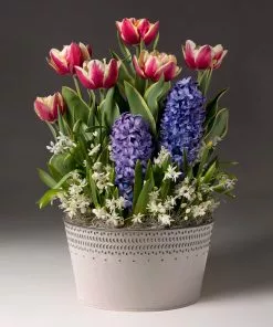 Fast Growing Trees Gift Plants Love Struck Bulb Garden