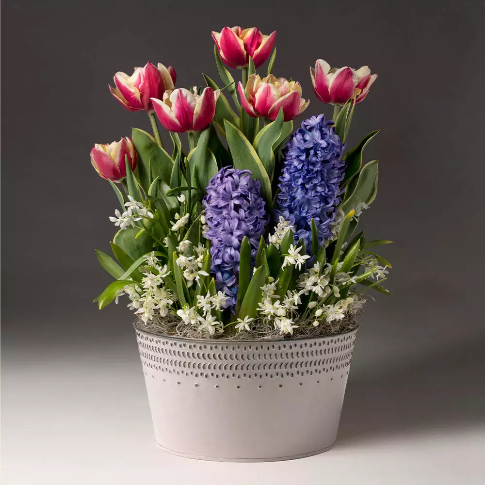 Fast Growing Trees Gift Plants Love Struck Bulb Garden 4 Fast Growing Trees Gift Plants Love Struck Bulb Garden