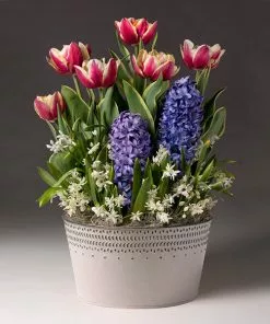 Fast Growing Trees Gift Plants Love Struck Bulb Garden