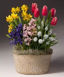 Fast Growing Trees Easter Bulb Garden Tabletop Bulb Gardens