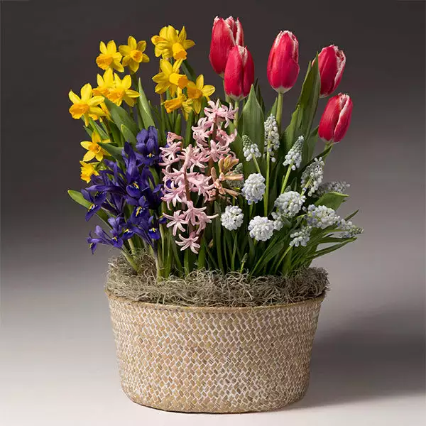 Fast Growing Trees Easter Bulb Garden Tabletop Bulb Gardens 3 Fast Growing Trees Easter Bulb Garden Tabletop Bulb Gardens