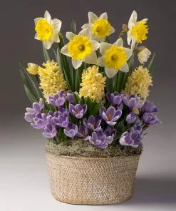 Fast Growing Trees Sunny Day Bulb Garden