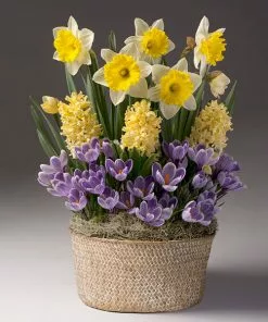 Fast Growing Trees Sunny Day Bulb Garden