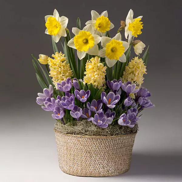 Fast Growing Trees Sunny Day Bulb Garden 3 Fast Growing Trees Sunny Day Bulb Garden