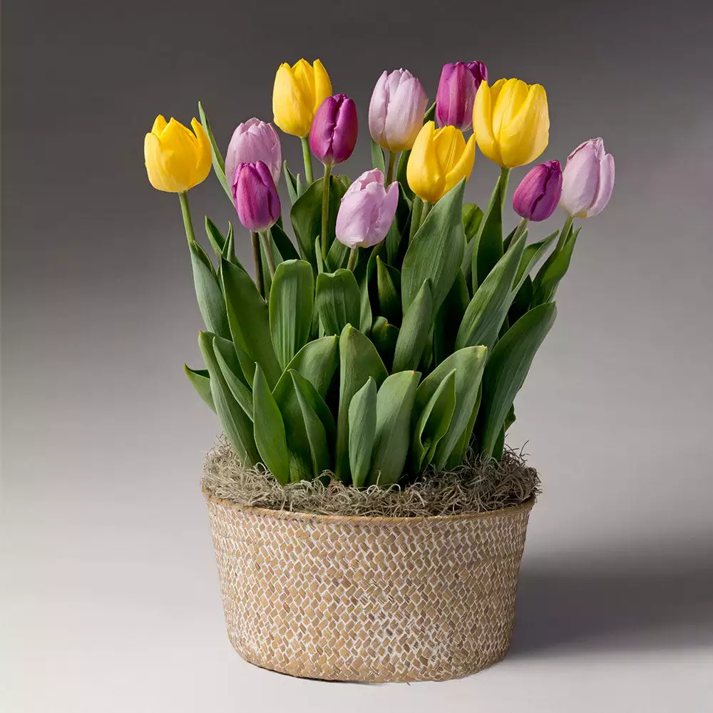 Fast Growing Trees Tabletop Bulb Gardens Love Note Tulip Trio 4 Fast Growing Trees Tabletop Bulb Gardens Love Note Tulip Trio
