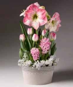 Fast Growing Trees Purely Pink Bulb Garden Tabletop Bulb Gardens