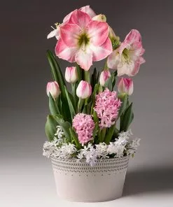 Fast Growing Trees Purely Pink Bulb Garden Tabletop Bulb Gardens