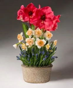 Fast Growing Trees Spring Daze Bulb Garden 5 Fast Growing Trees Spring Daze Bulb Garden