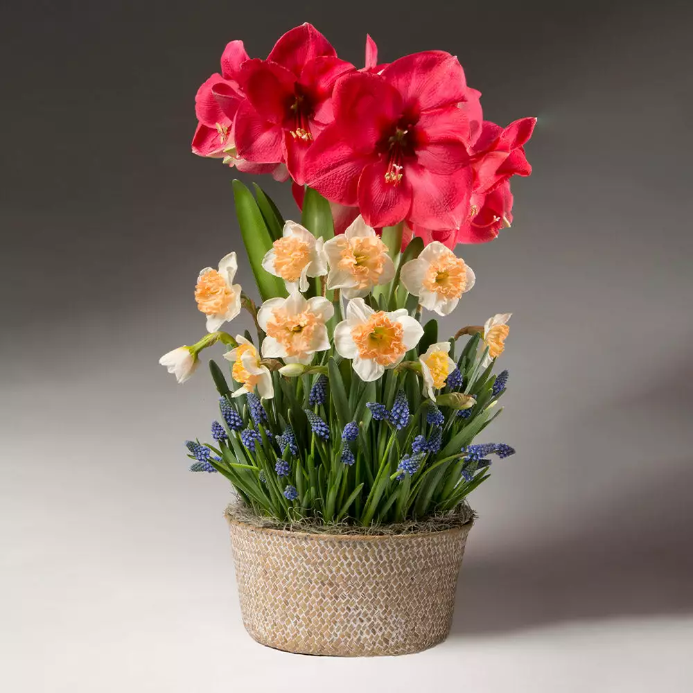 Fast Growing Trees Spring Daze Bulb Garden 4 Fast Growing Trees Spring Daze Bulb Garden